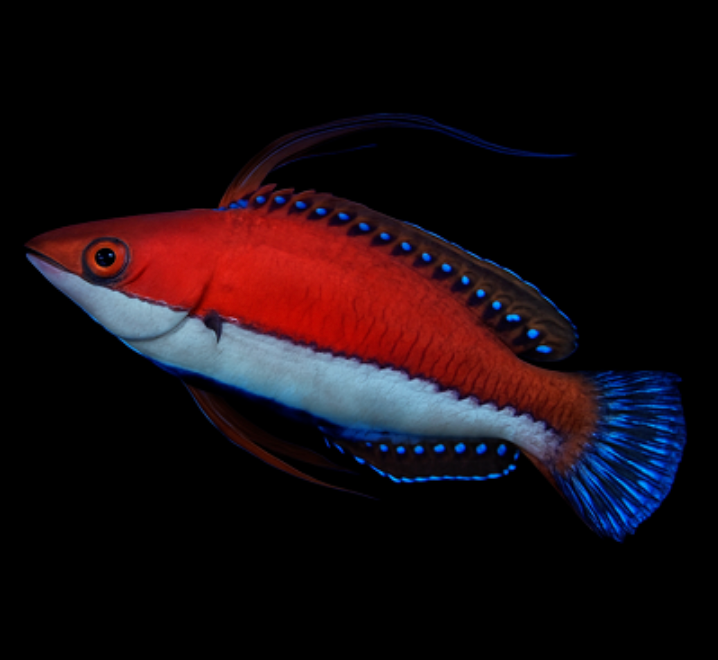 Ruby Fin  Wrasse