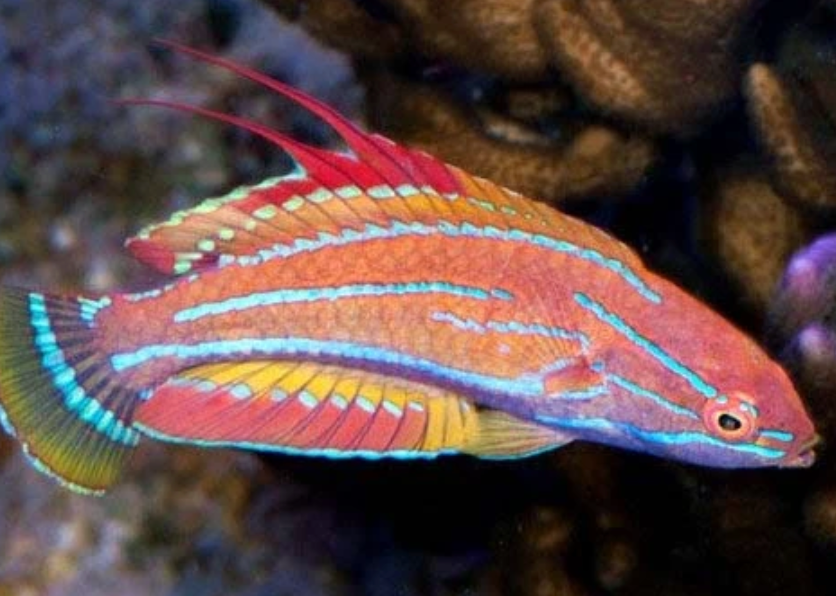 Royal Flasher Wrasse