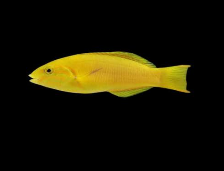 Yellow Lunare Wrasse