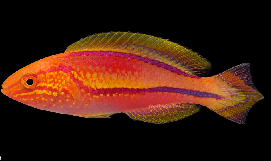 Pin Tail Wrasse