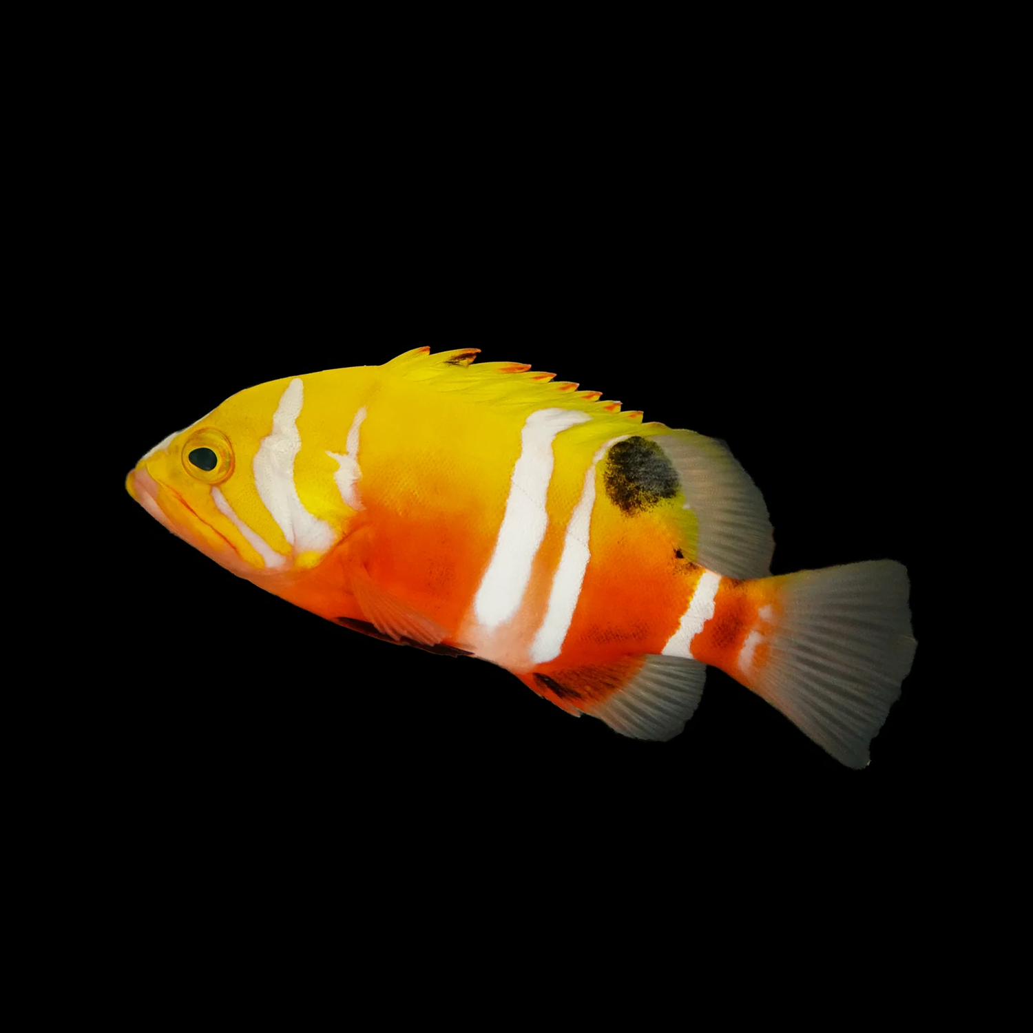 Ultra Rare Neptune Grouper – Cornbred Corals