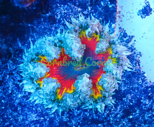 Cornbred's Ultimate Solar Flare Rock Nem - WYSIWYG