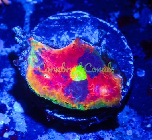 Cornbred Presents WWC's Jelly Bean Chalice - WYSIWYG