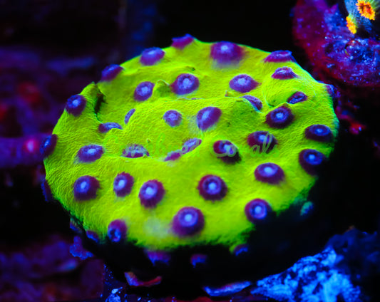 Cornbred's PPE Cyphastrea - WYSIWYG