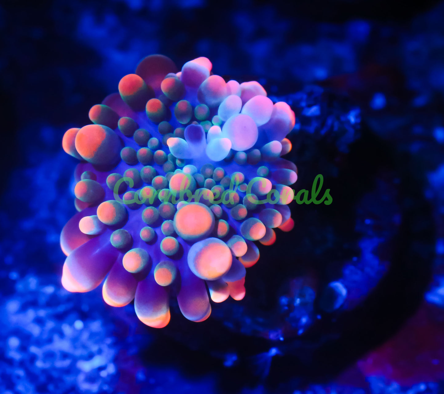 Cornbred's King Kong Bounce Yuma Mushroom - WYSIWYG