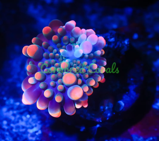 Cornbred's King Kong Bounce Yuma Mushroom - WYSIWYG