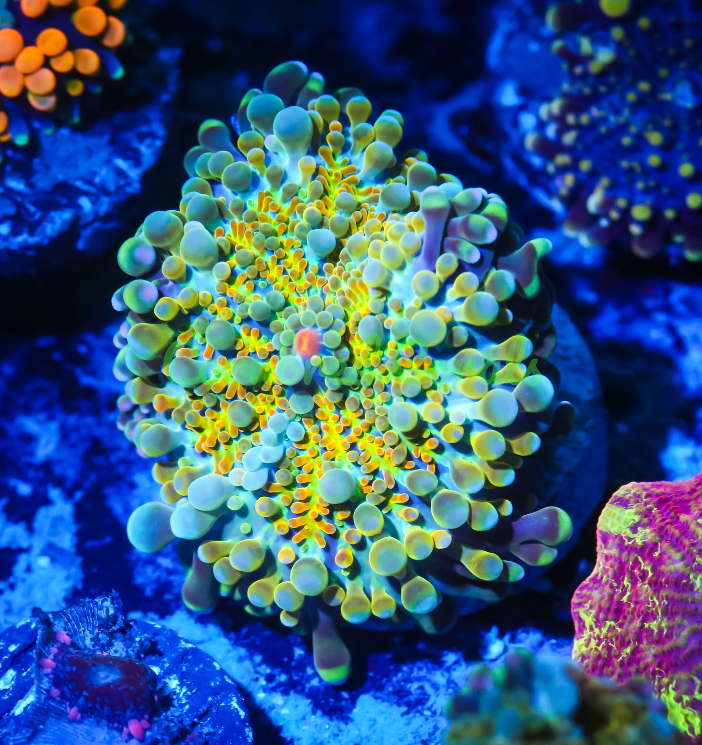 Cornbred's Golden Rainbow Croc Yuma Mushroom - WYSIWYG