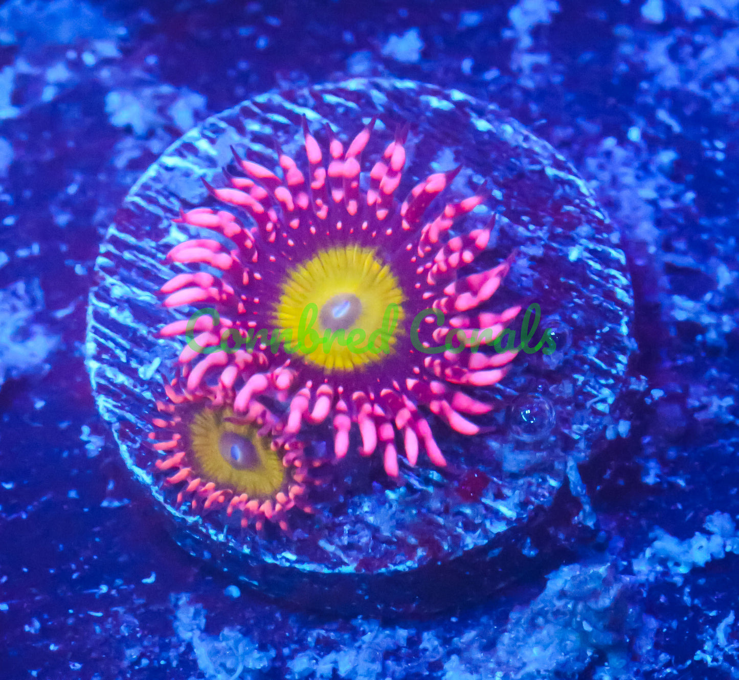 Cornbred's Omega Palys