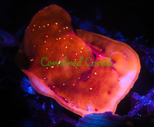 Cornbred's Speckled Dragon Lepto