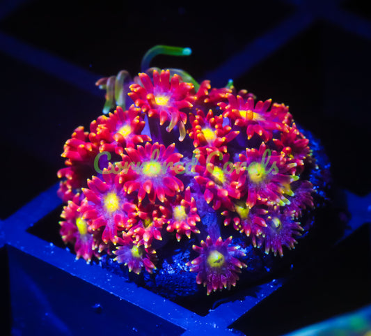 Cornbred's Combustion Goniopora - WYSIWYG