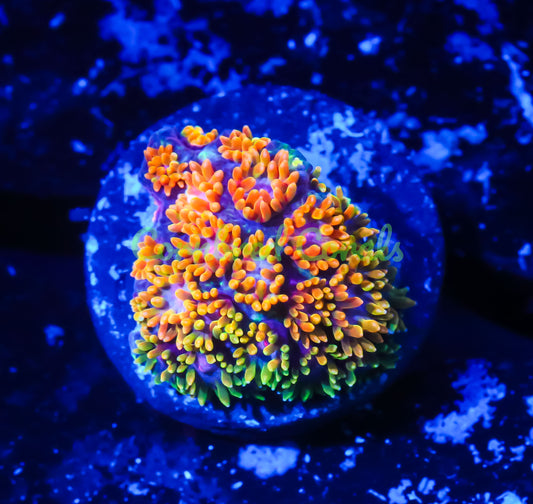 Cornbred's Fruit Loops Goniopora - WYSIWYG