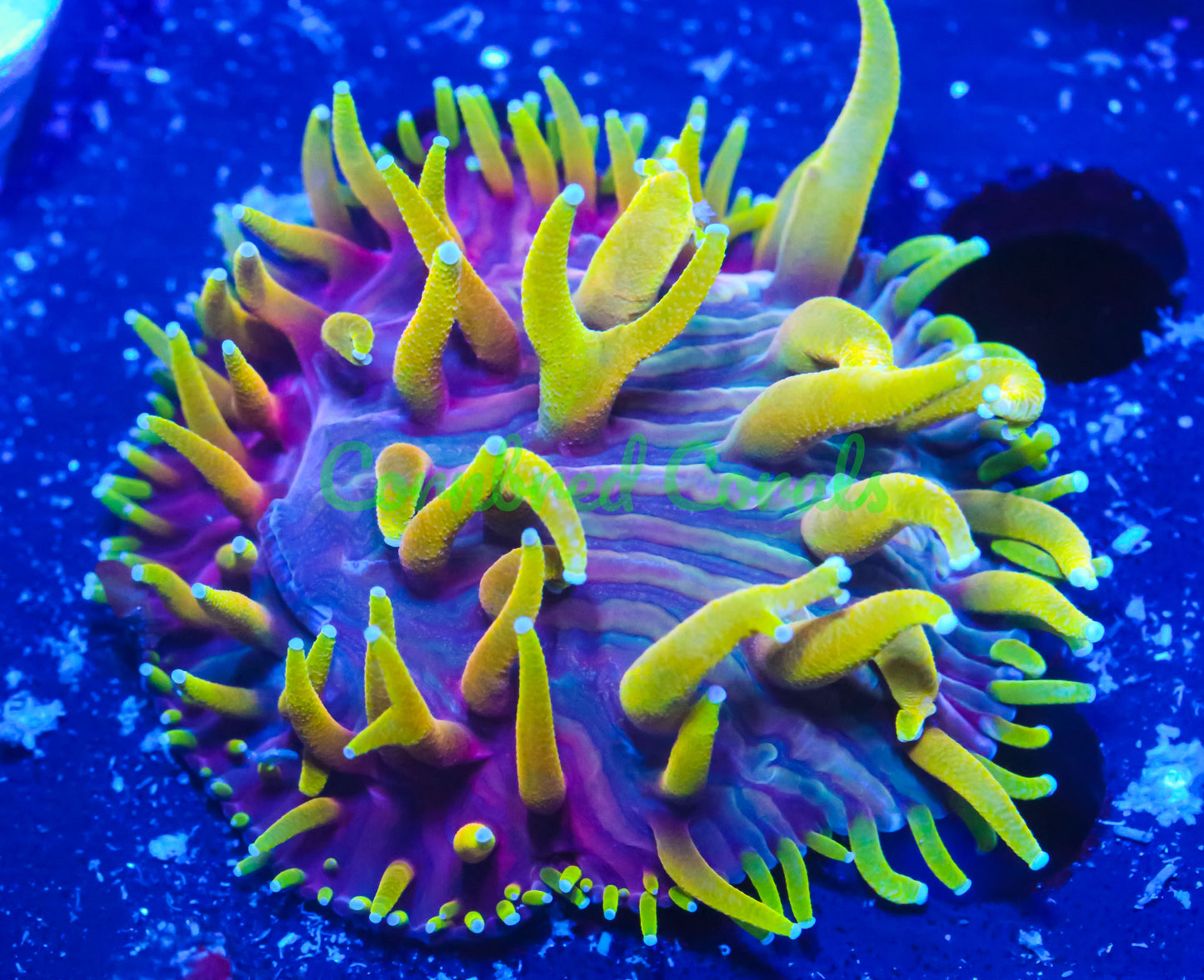 Cornbred's Rainbow Insano Diaseris Plate - WYSIWYG