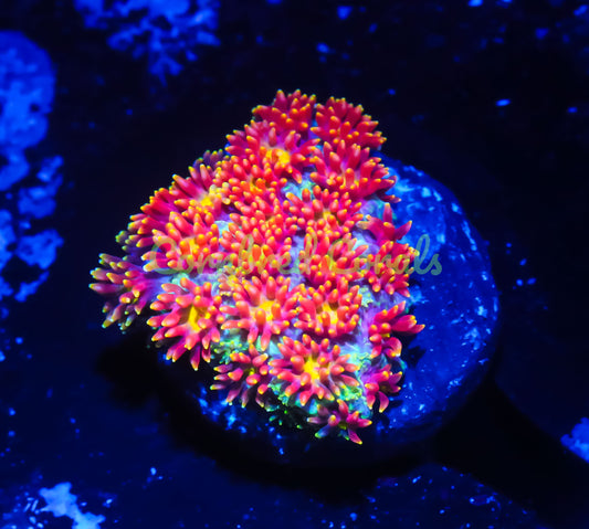 Cornbred's Combustion Goniopora - WYSIWYG