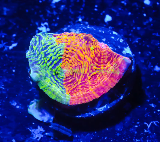 Cornbred's Glowstick Chalice - WYSIWYG