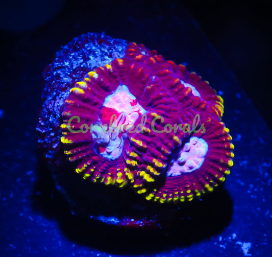 Cornbred's Grafted Dragon Jewel Favia - WYSIWYG