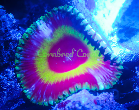 Cornbred's Halo Grandis