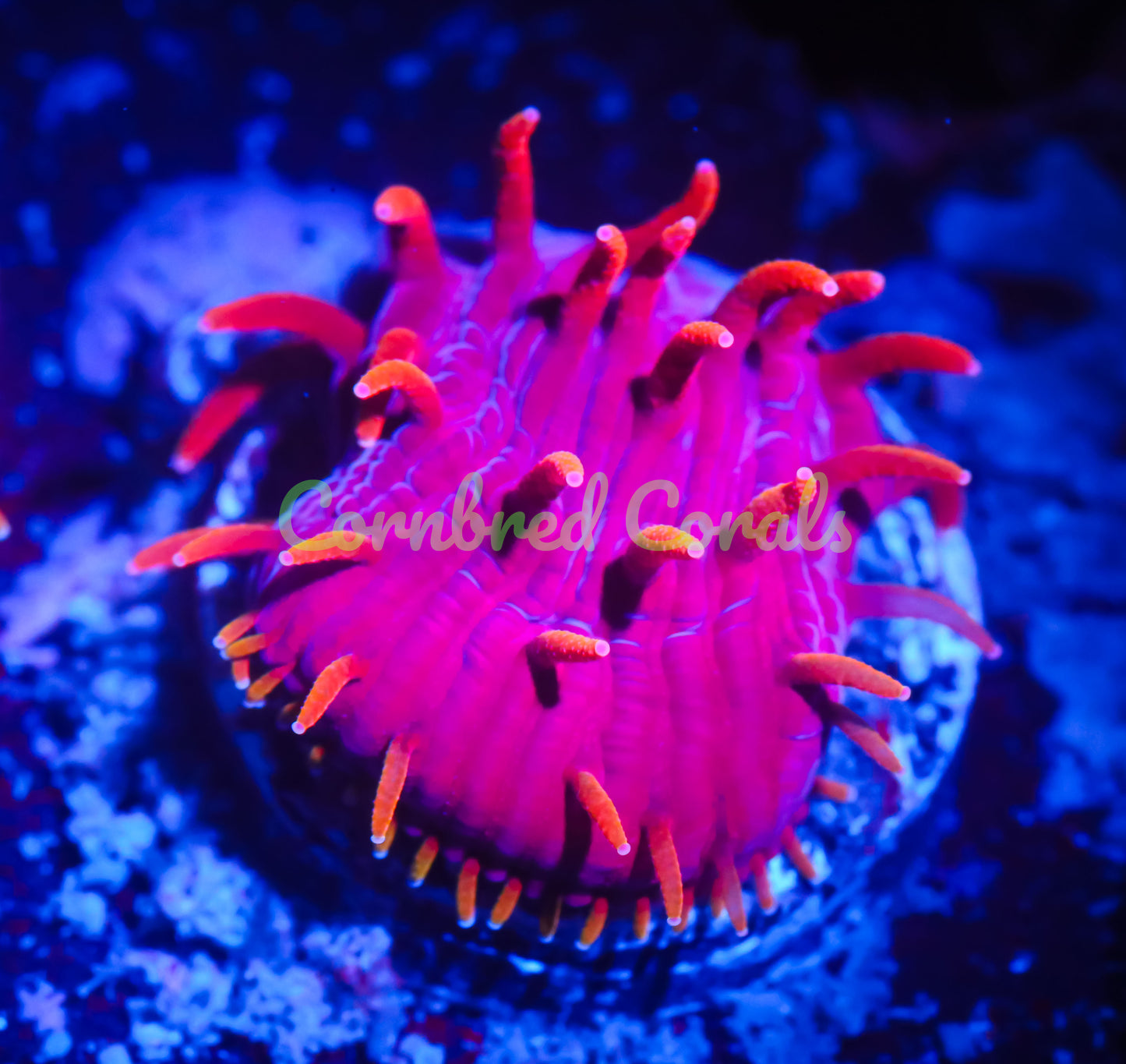 Cornbred's Rainbow Insano Diaseris Plate - WYSIWYG