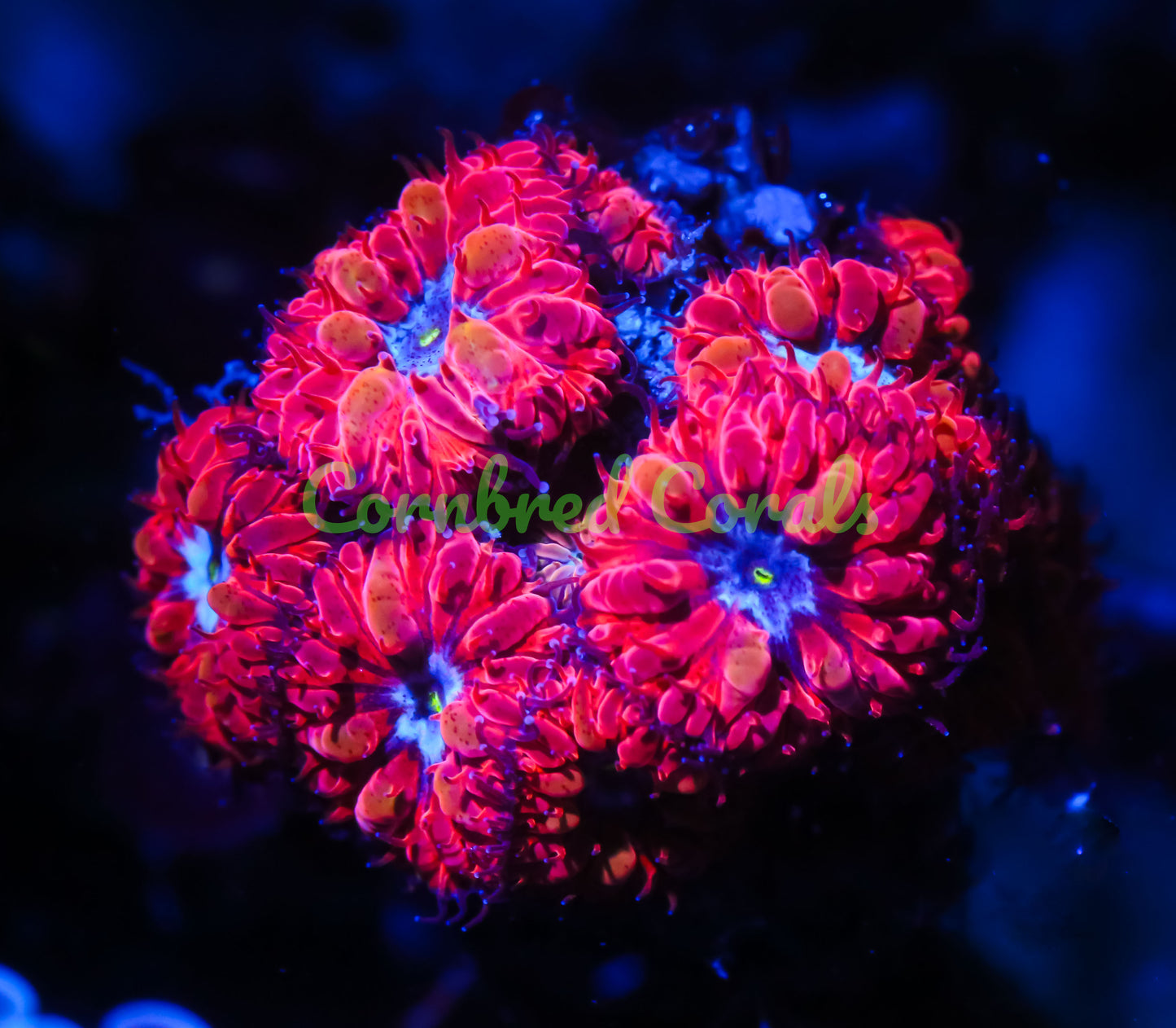 Cornbred's Red Queen Blasto