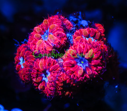 Cornbred's Red Queen Blasto