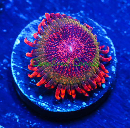 Cornbred's Bloodshot Krakatoa Palys