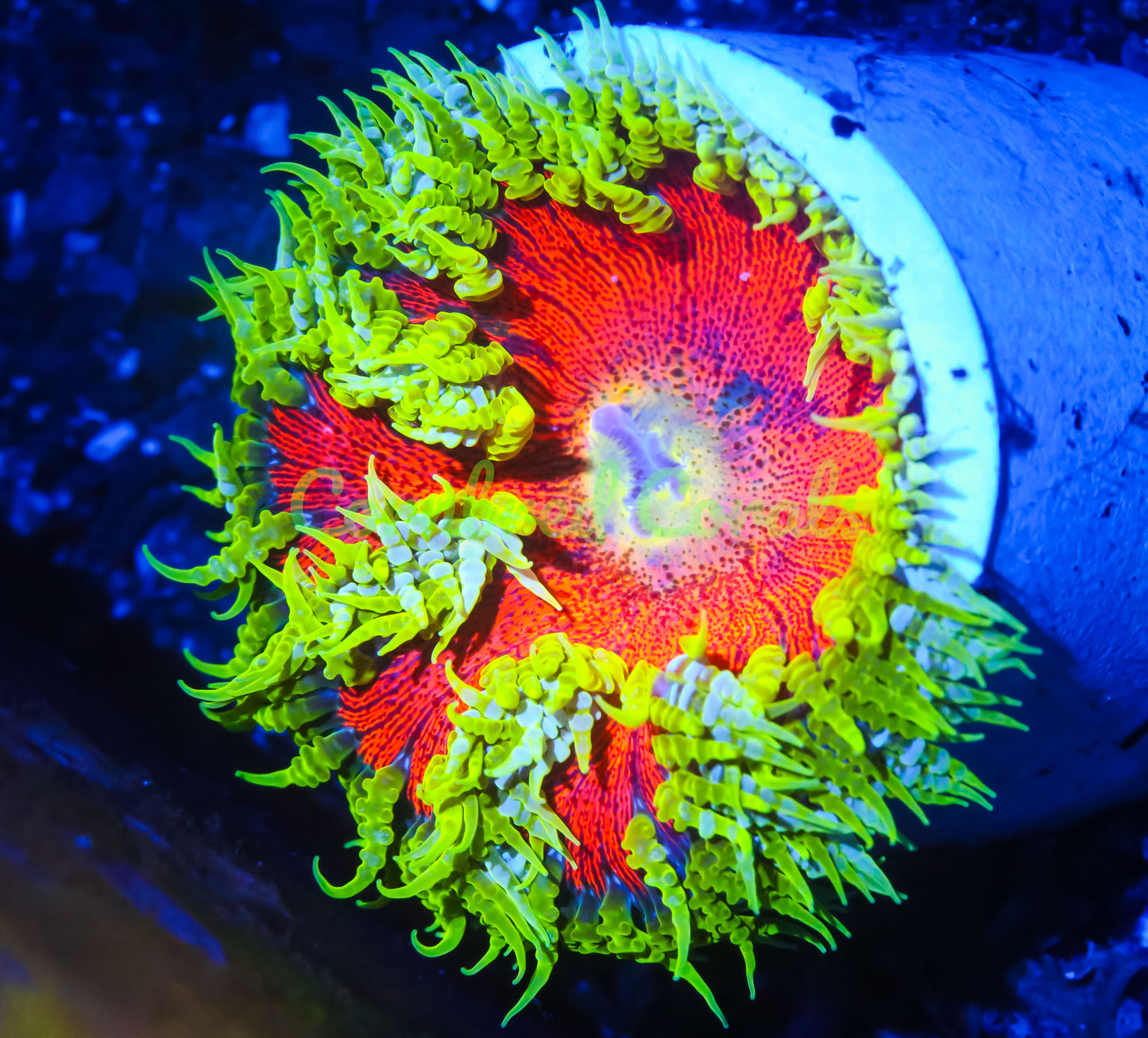 Cornbred's Solar Eclipse Rock Nem