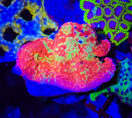 Cornbred's Toxic Grafted Monti Cap - WYSIWYG