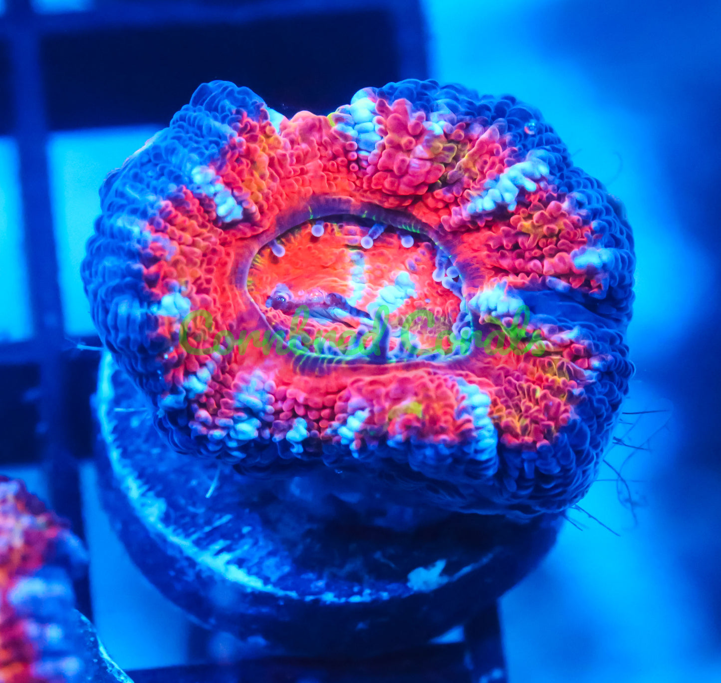 Cornbred's Ultimate Panther Chameleon Acan - WYSIWYG