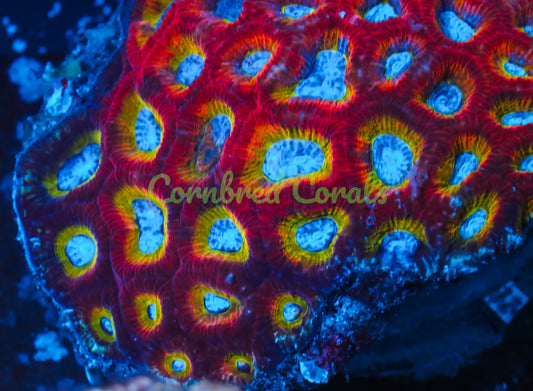 Cornbred's After Glow Favia