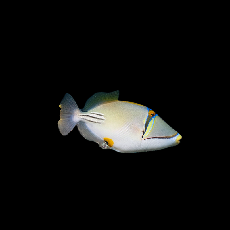 Assasi Triggerfish - Red Sea