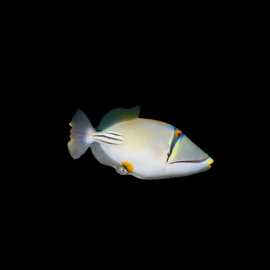 Assasi Triggerfish - Red Sea