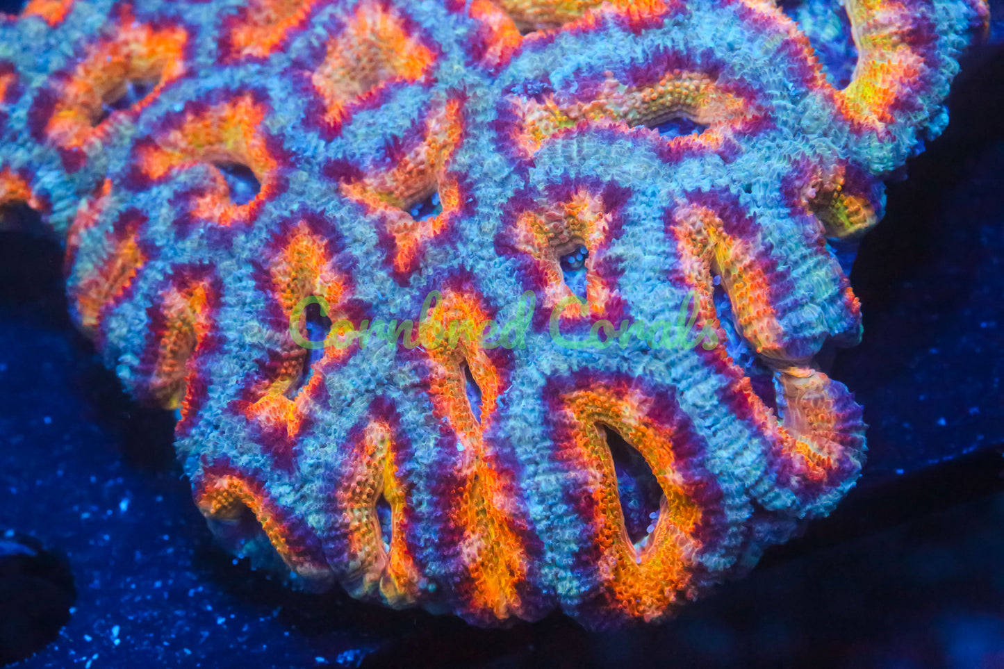 Cornbred's Baby's Breath Acan