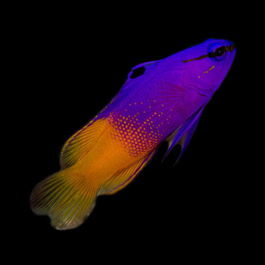 Royal Gramma Basslet