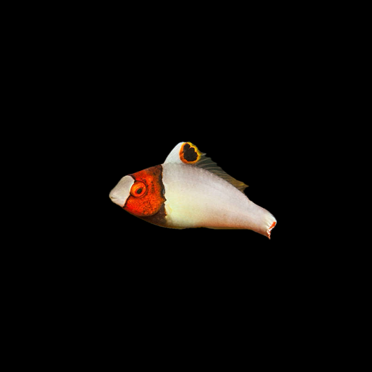 Bicolor Parrot Fish