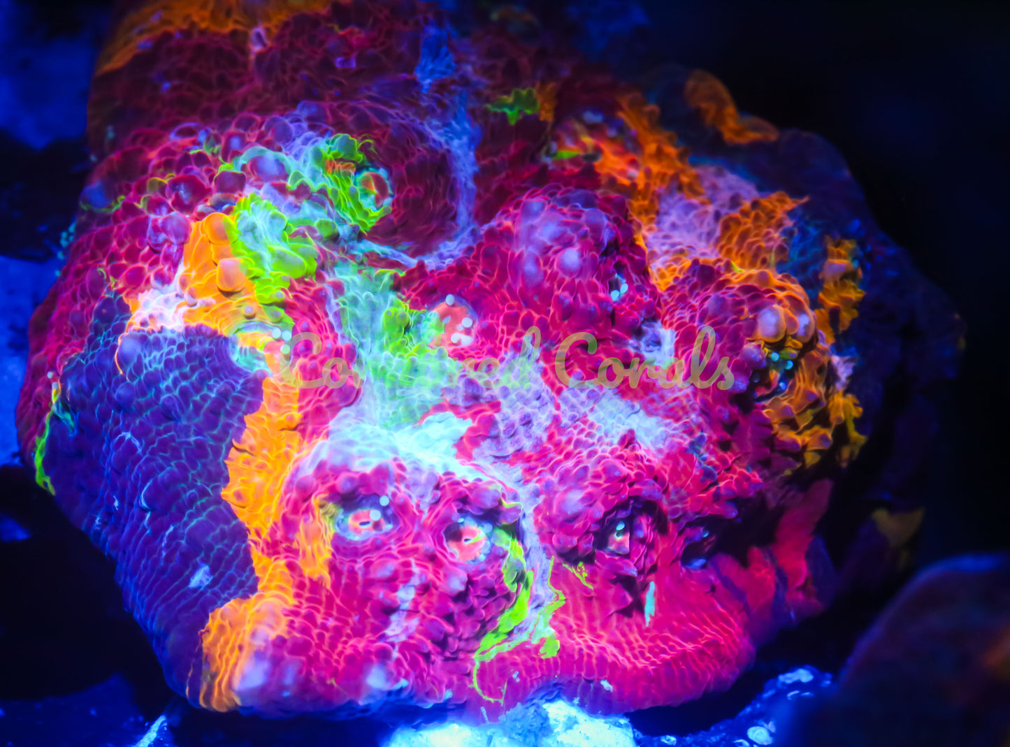 Cornbred's Bleeding Rainbow Chalice - WYSIWYG