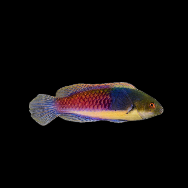 Blue Sided Fairy Wrasse