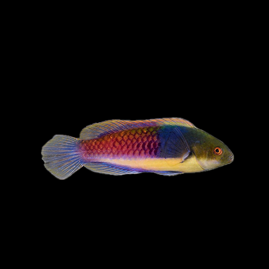 Blue Sided Fairy Wrasse