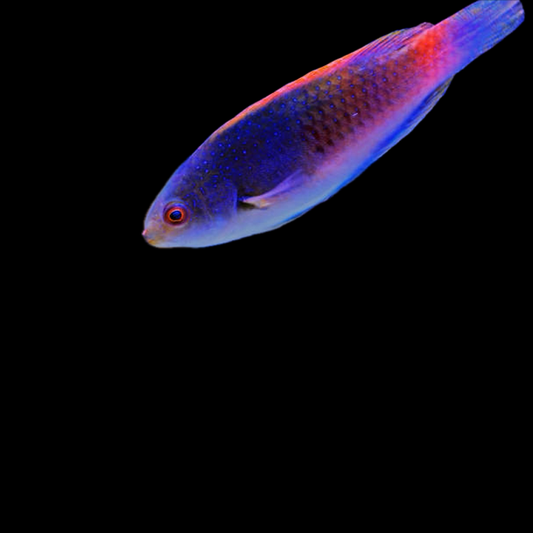 Bluehead Wrasse