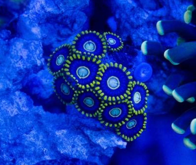 Cornbred's Blue Hornet Zoas