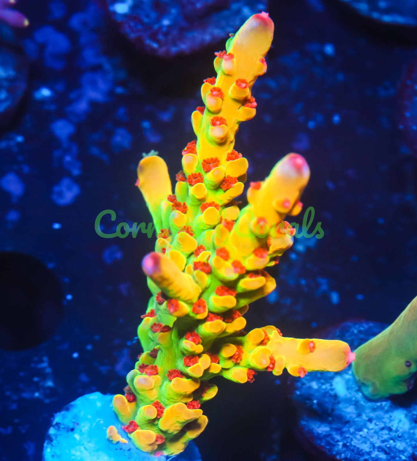 Cornbred's Budgie Smuggler Acro - WYSIWYG