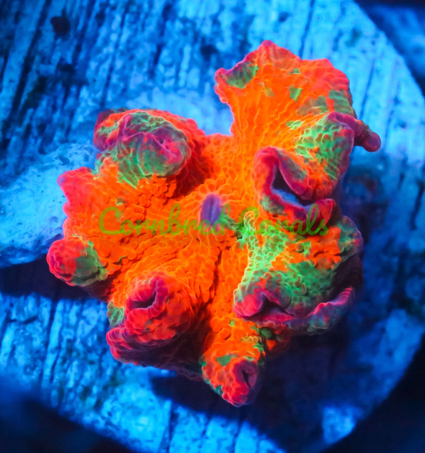 Cornbred's Candy Crush Mushroom - WYSIWYG