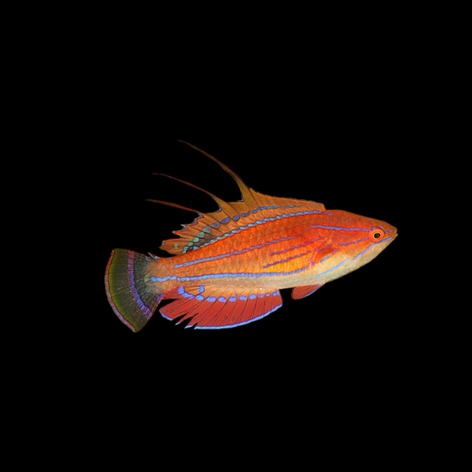Carpenter's Flasher Wrasse