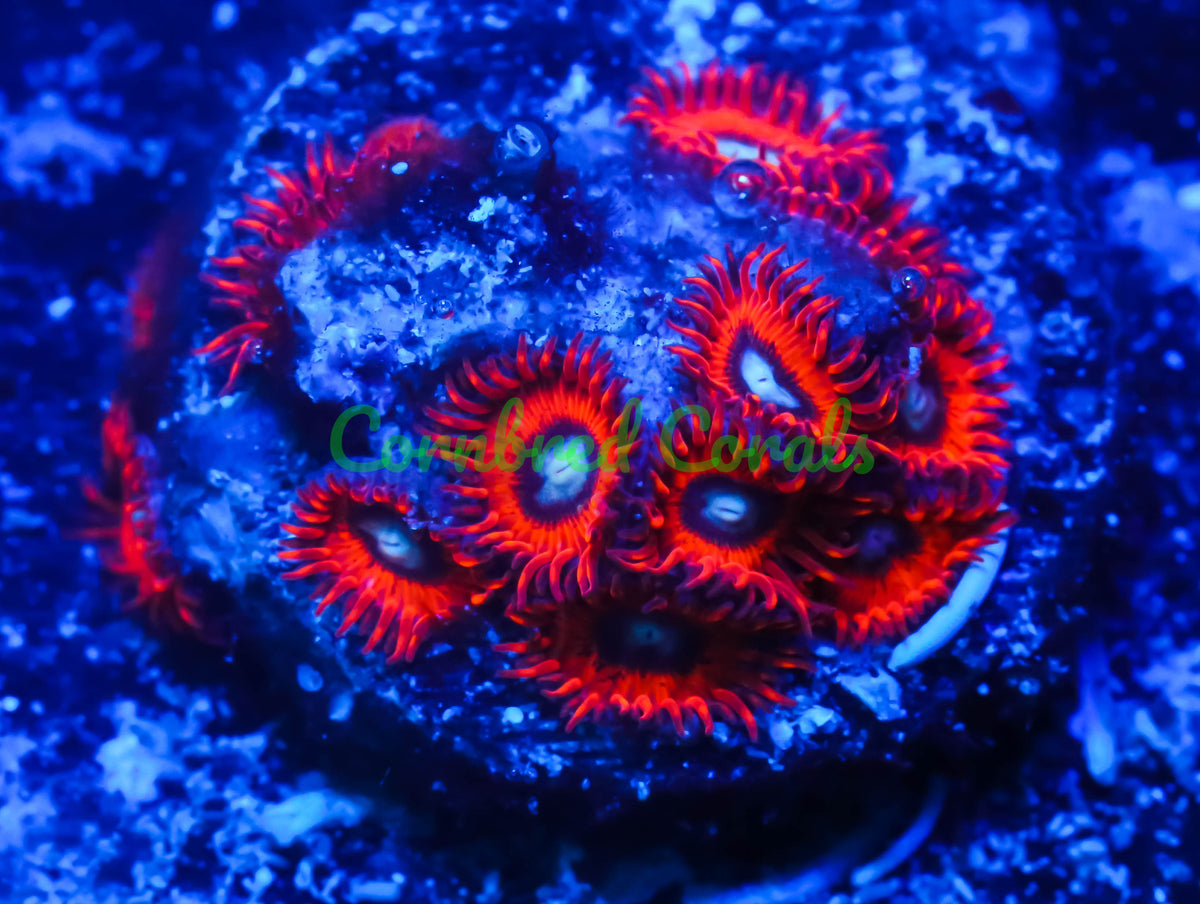 Cornbred's Charmander Zoa
