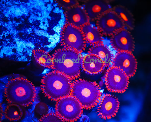 Cornbred's Clementine Zoas