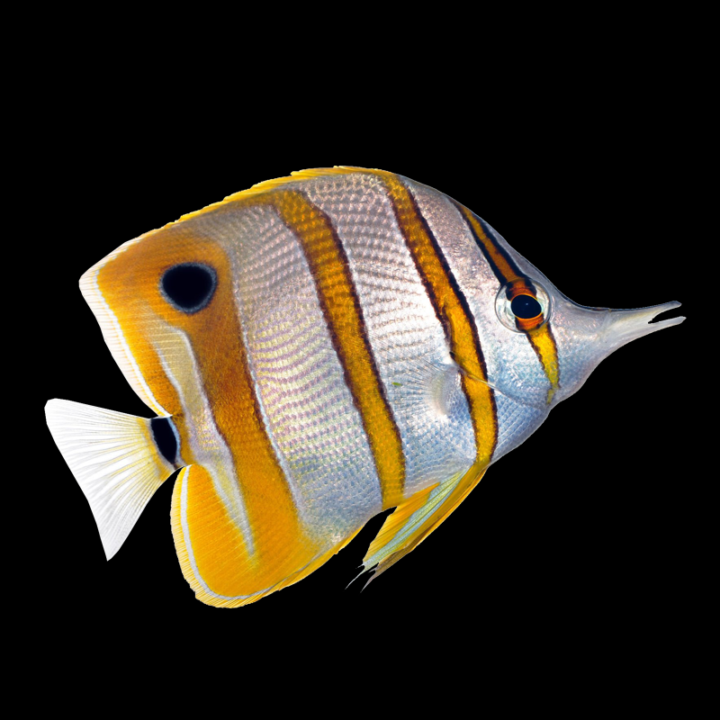 Copperband Butterfly Fish - Indonesia