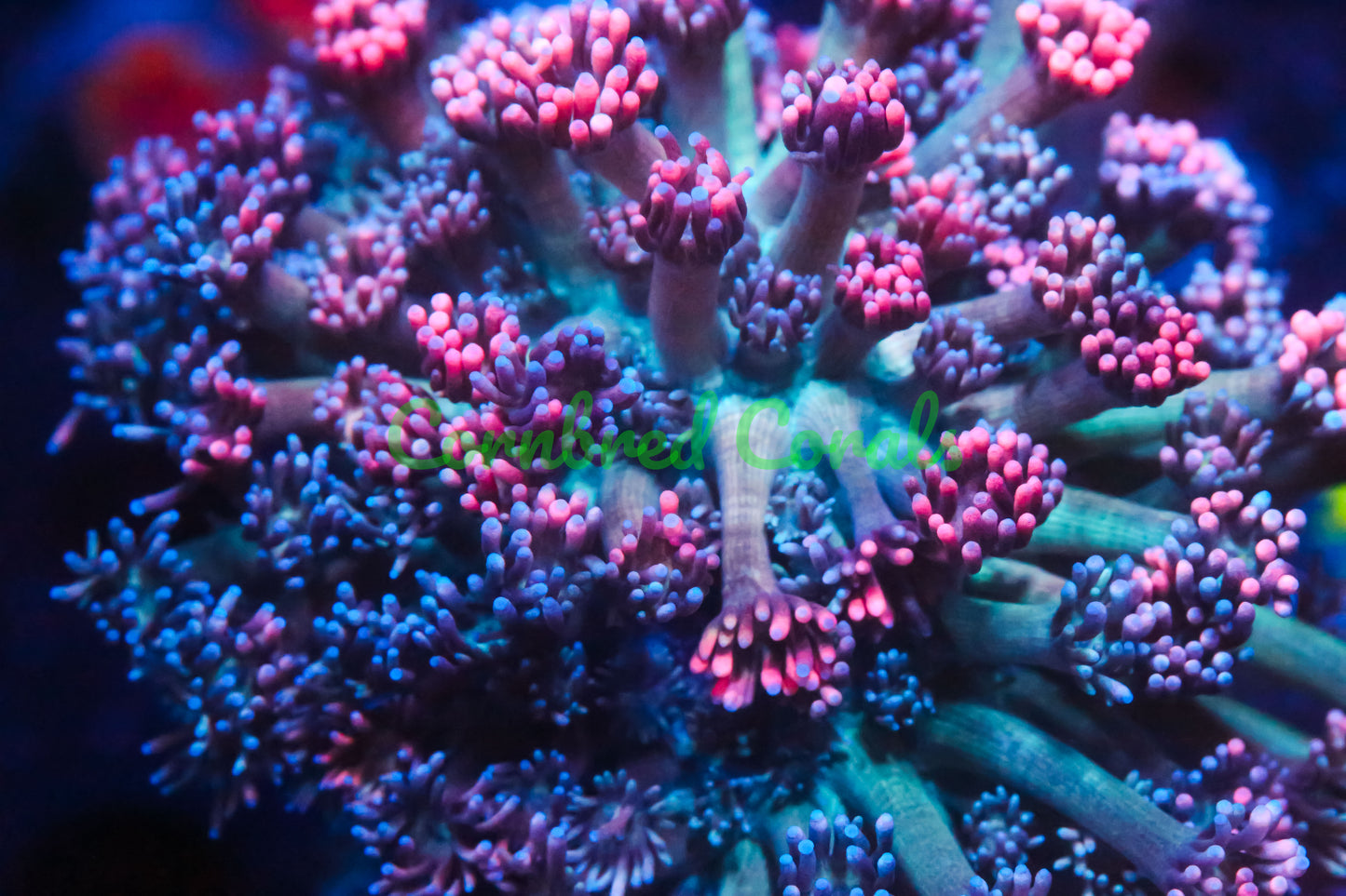 Cornbred's Cotton Candy Gonipora