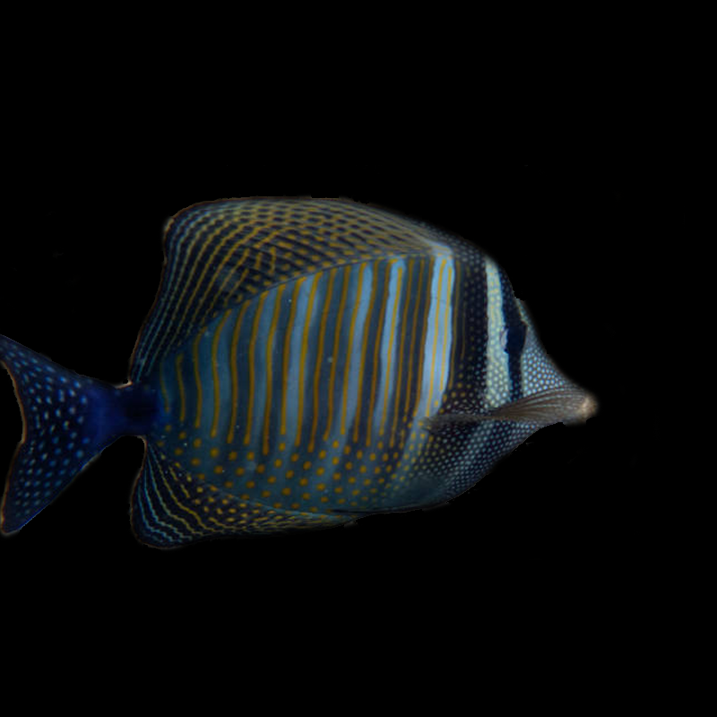 Desjardini Sailfin Tang