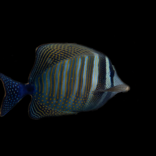 Desjardini Sailfin Tang