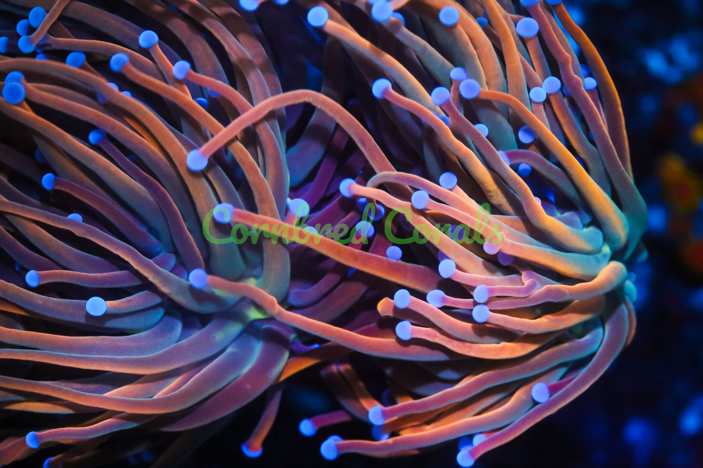 Cornbred's Dragon Tamer Torch