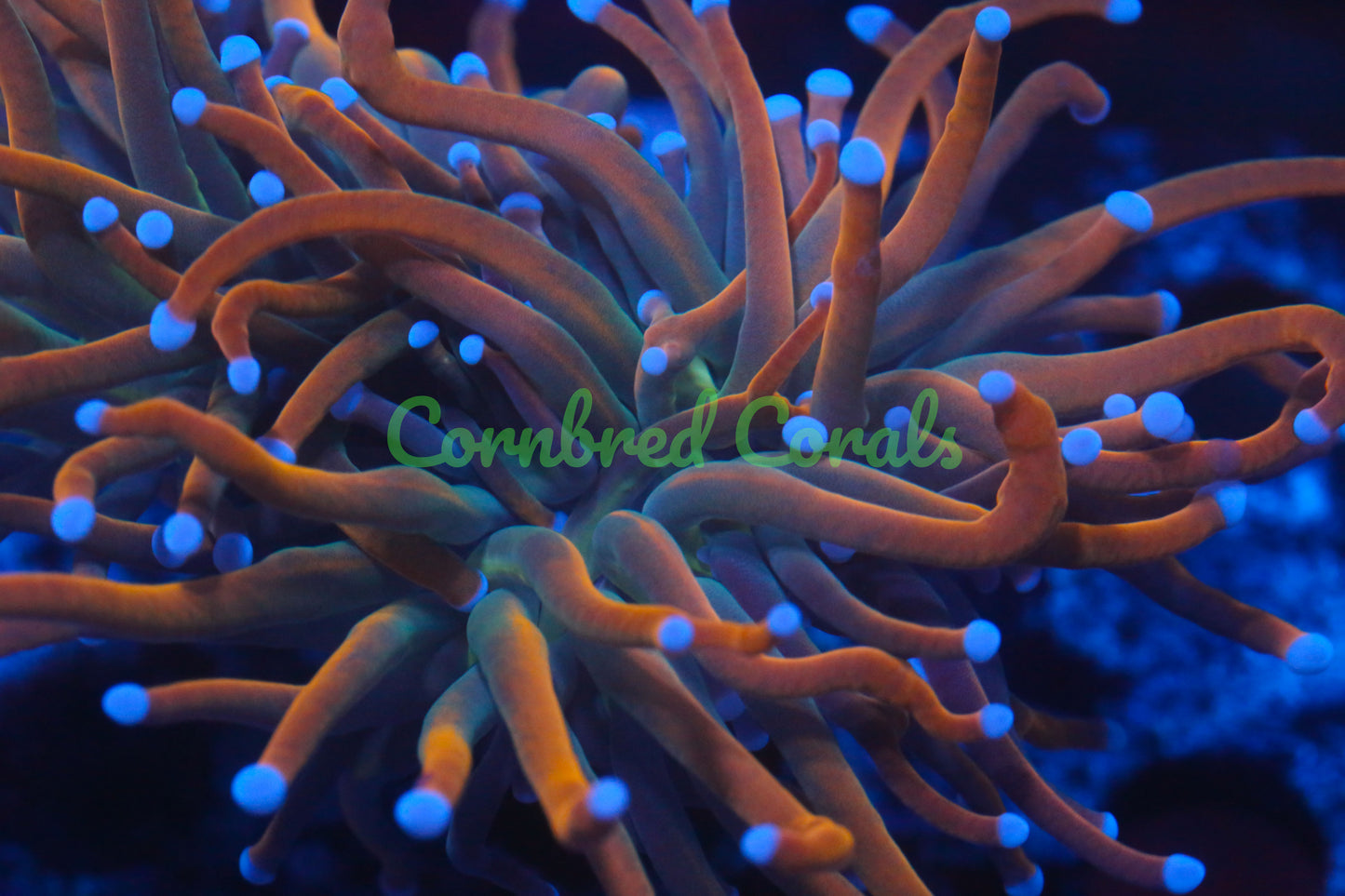 Cornbred's Dragon Tamer Torch