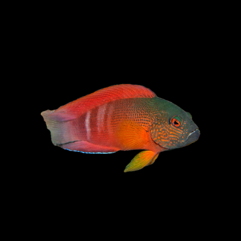 Firetail Dottyback - Indonesia
